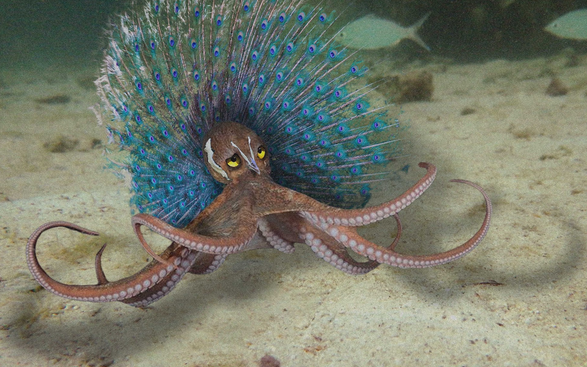 Octocock